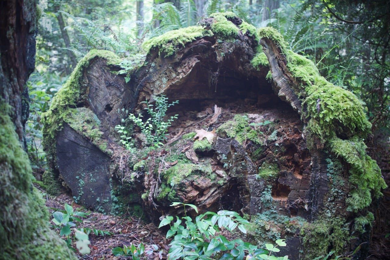 How I Spent My Summer Vacation