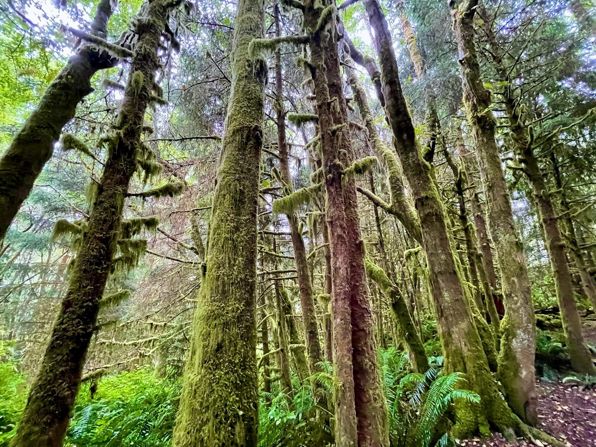 What Is It You Plan To Do With This Summer Day?