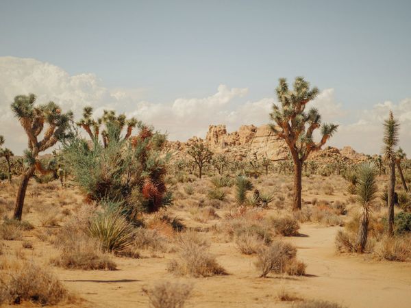 desert landscape