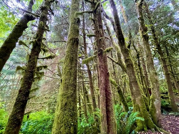 What Is It You Plan To Do With This Summer Day?