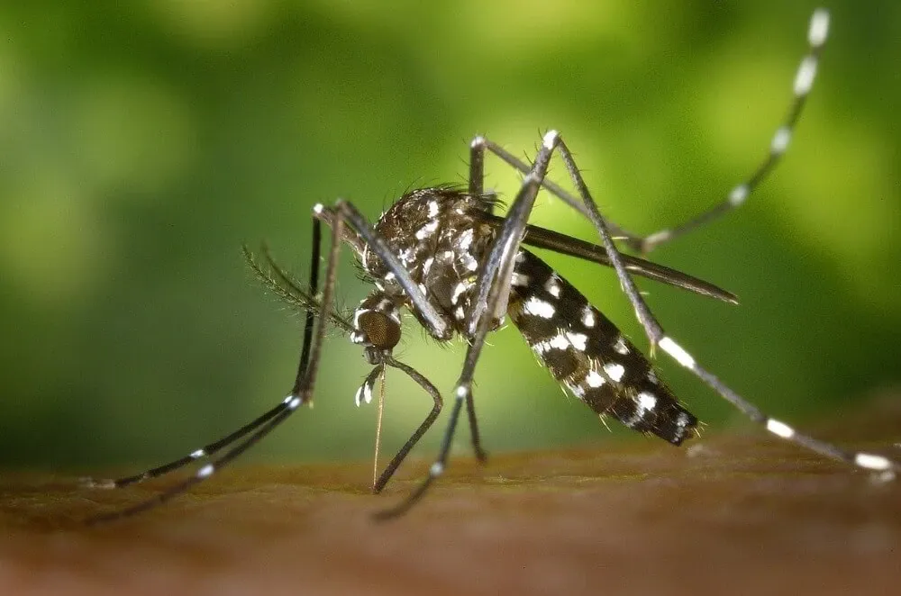 Mosquito-Borne Virus Poses Unseasonal Risk