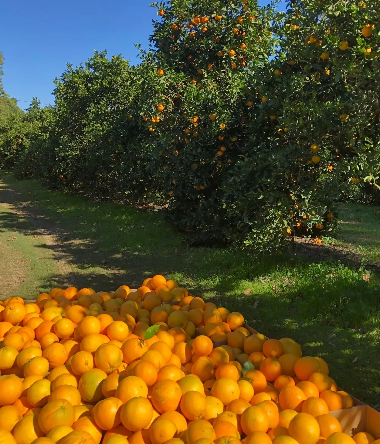 Savouring the Seasons: Preserving the Hawkesbury Way