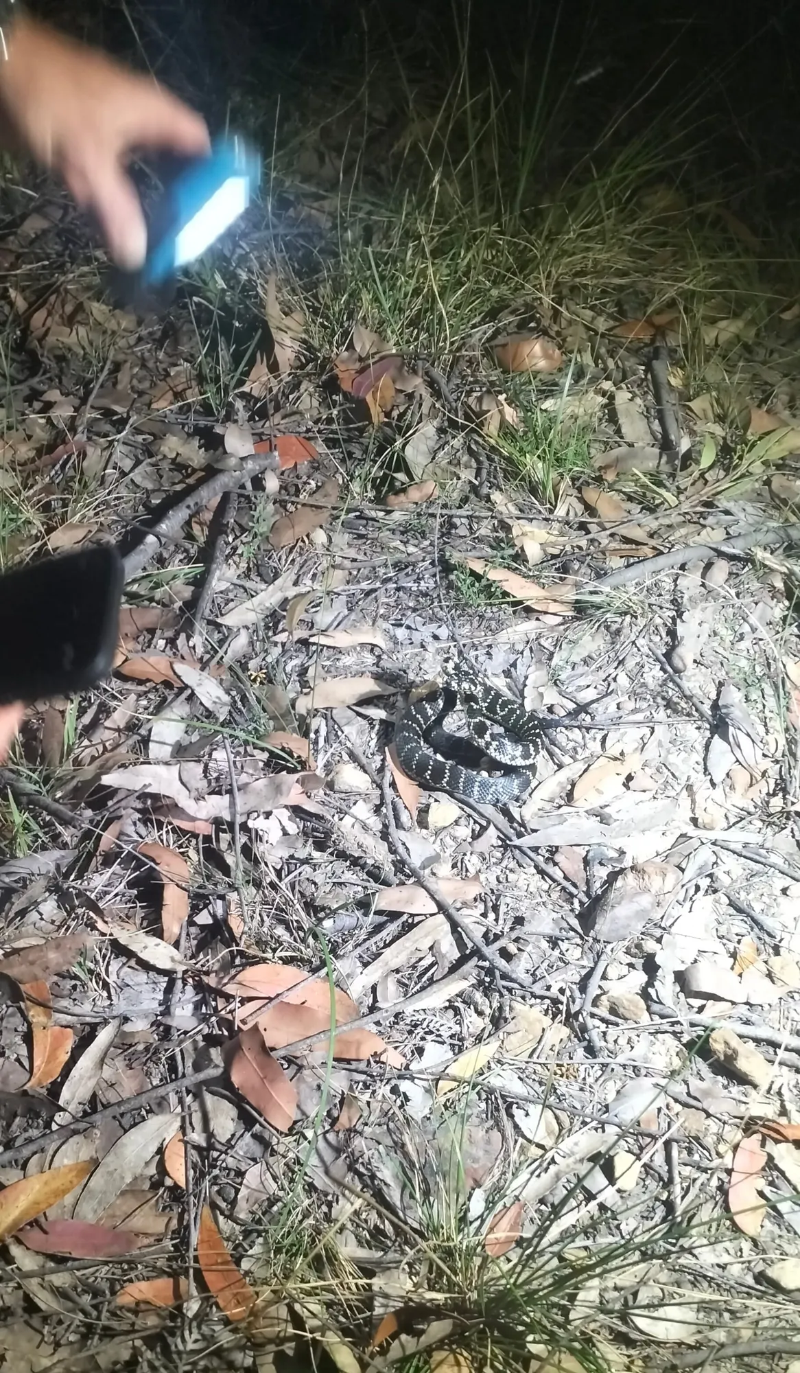 Hawkesbury’s wildest residents