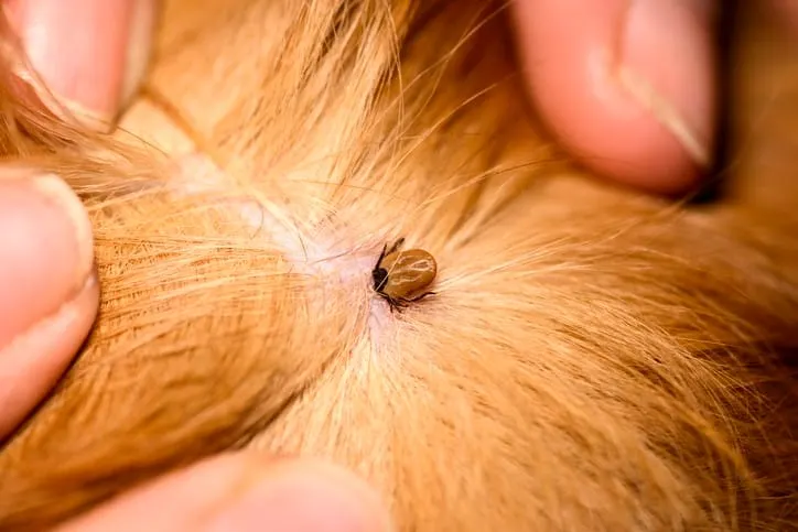 🐾  Tick Season Has Arrived in the Hawkesbury