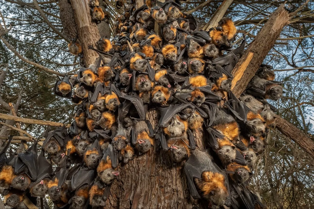 Community warned to avoid contact with bats as deadly virus risk rises