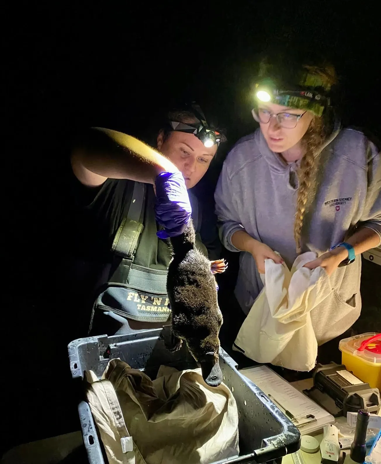 Plucky Platypus defying the odds