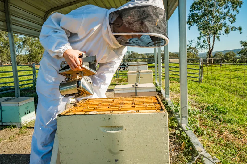 Hawkesbury’s Bee Country at the Centre of Groundbreaking Honey Research
