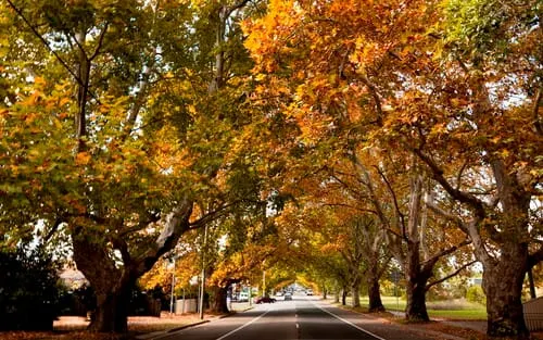 The Old Trees of Hawkesbury Still Stand Watch