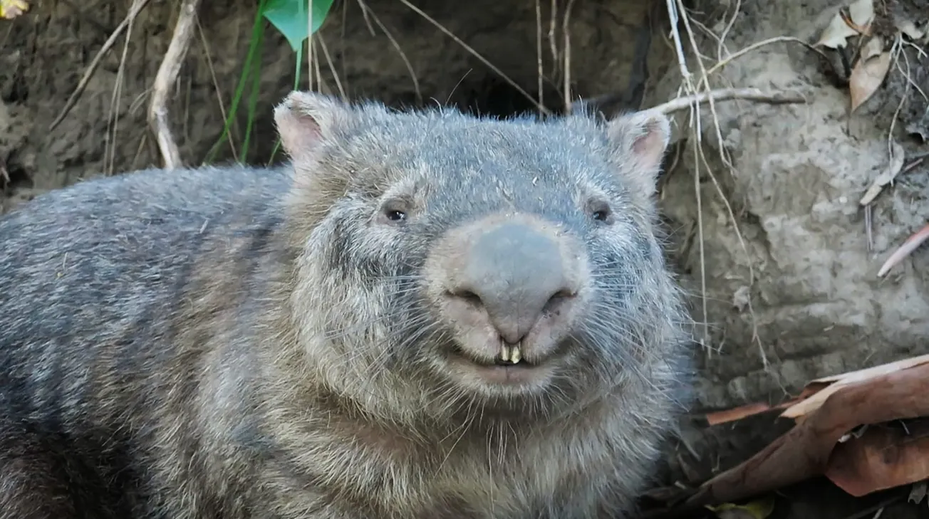 Wilma with his (yes he's a boy) winning grin, image supplied by Toby the Wombat Guy