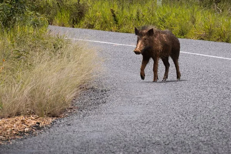 $300 Million Plan Targets Feral Pigs Threatening Hawkesbury Farms