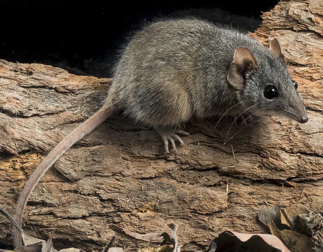 Don't kill me I'm not a mouse!