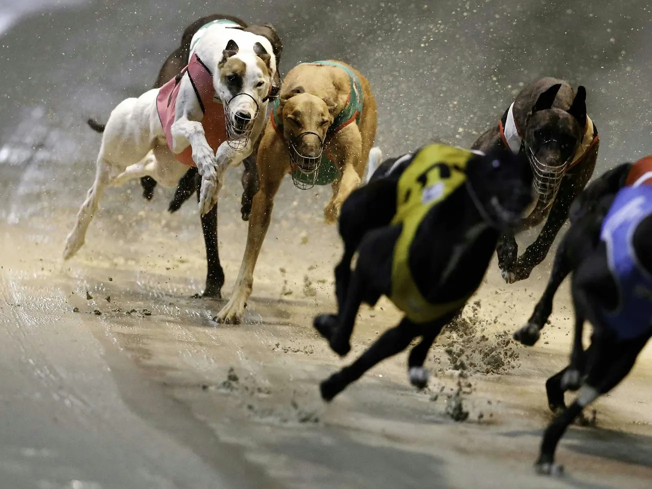 Richmond Greyhounds Under the Spotlight