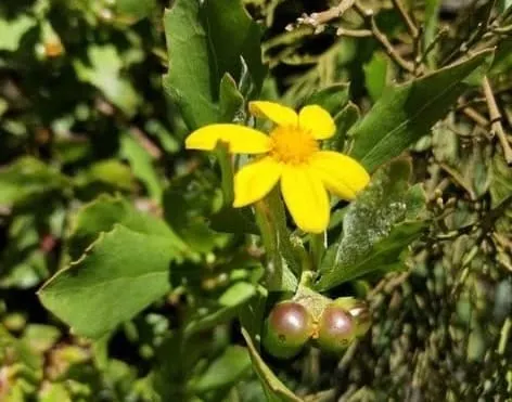 Hawkesbury residents urged to report boneseed before it flowers