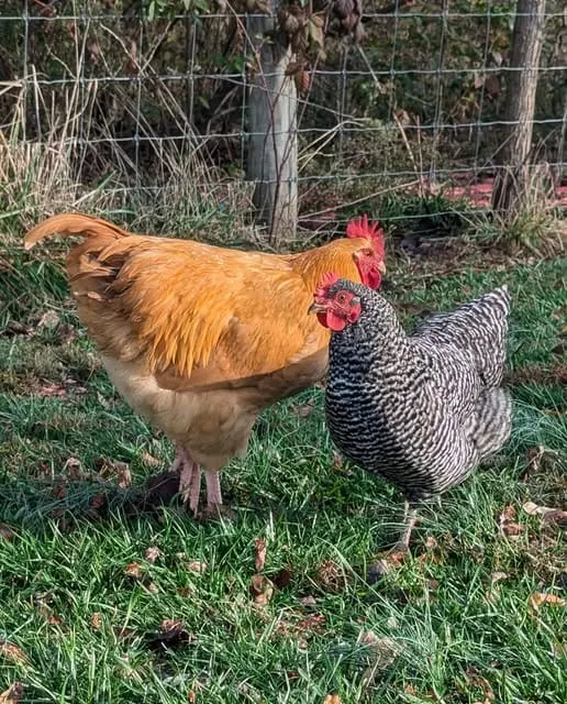Hawkesbury poultry industry on alert for bird flu and so should backyard chook owners.