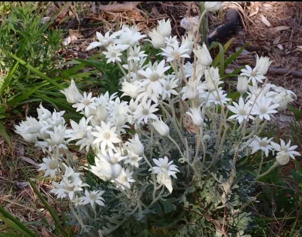 Hawkesbury wildflower could take the crown as Australia votes for its most amazing bloom