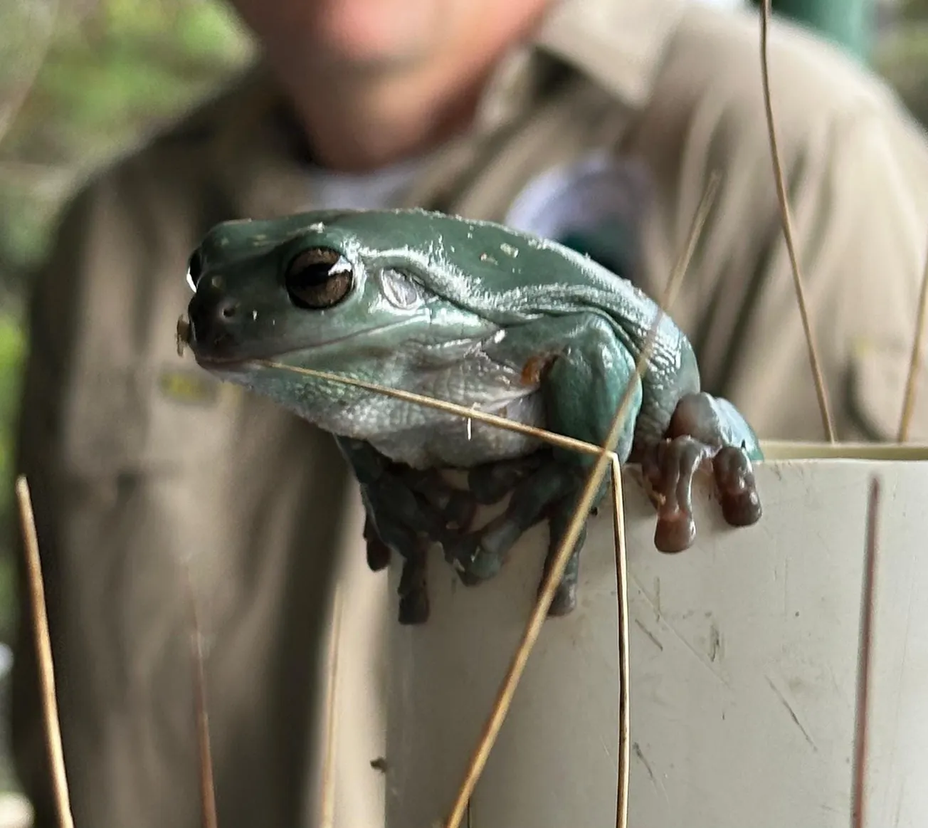 Frog Funday Sunday