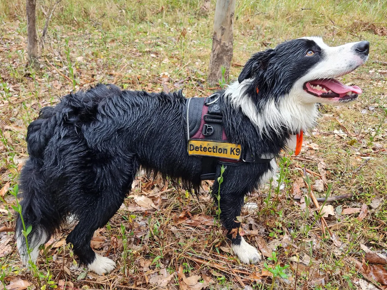 Meet Groot, the detection dog tracking koalas