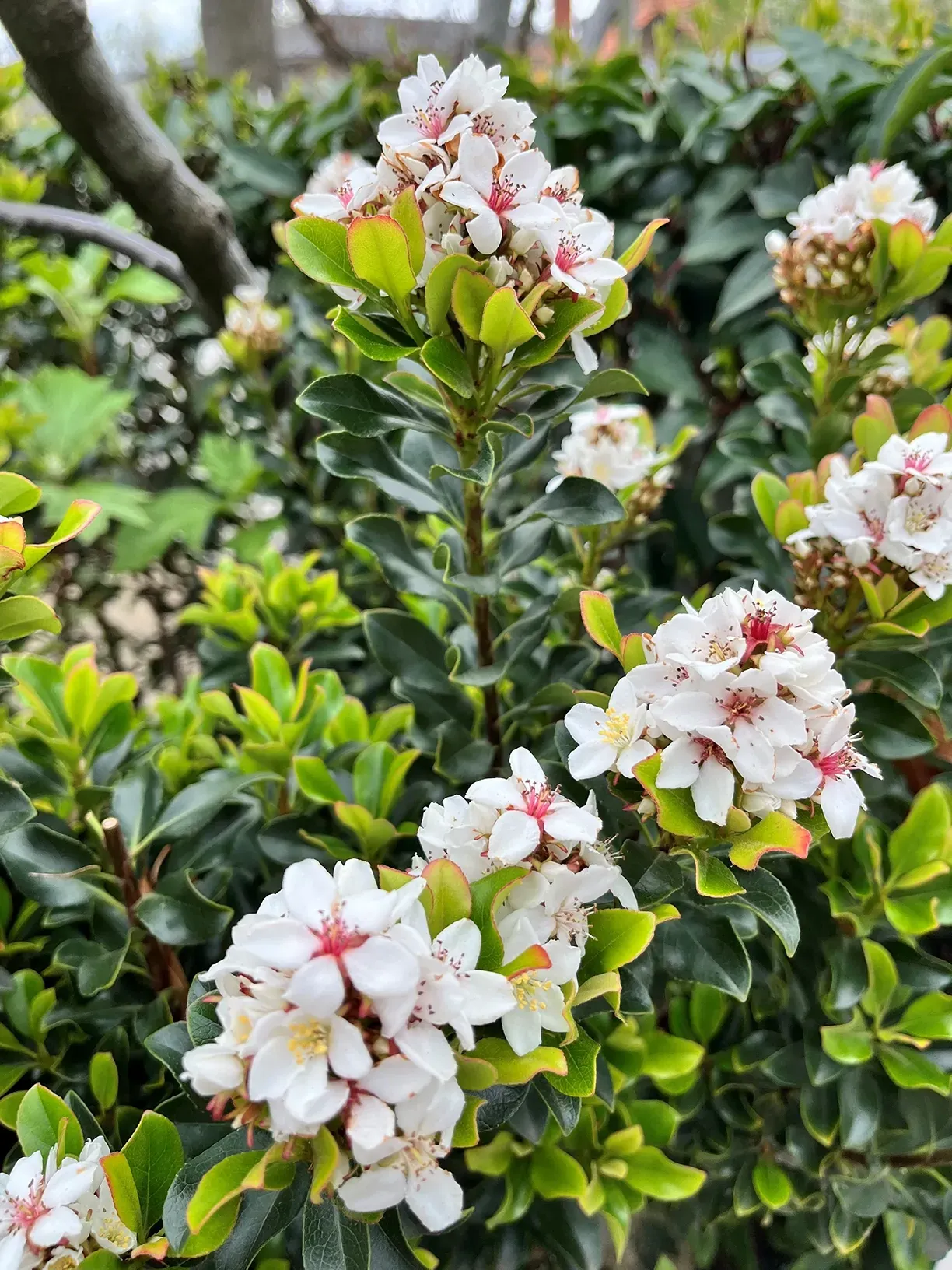 Indian hawthorn discovered in Sackville bushland