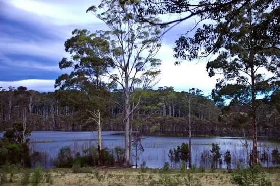 Bird flu risk list includes dozens of Blue Mountains species