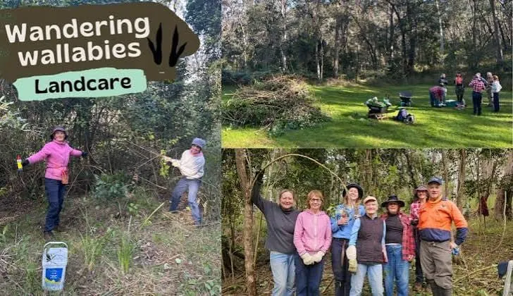 Wandering Wallabies head to Wilberforce for Landcare working bee