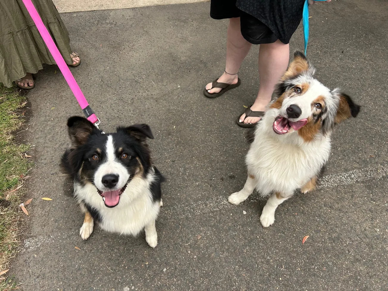 Spring warning for Hawkesbury pet owners as outdoor hazards return