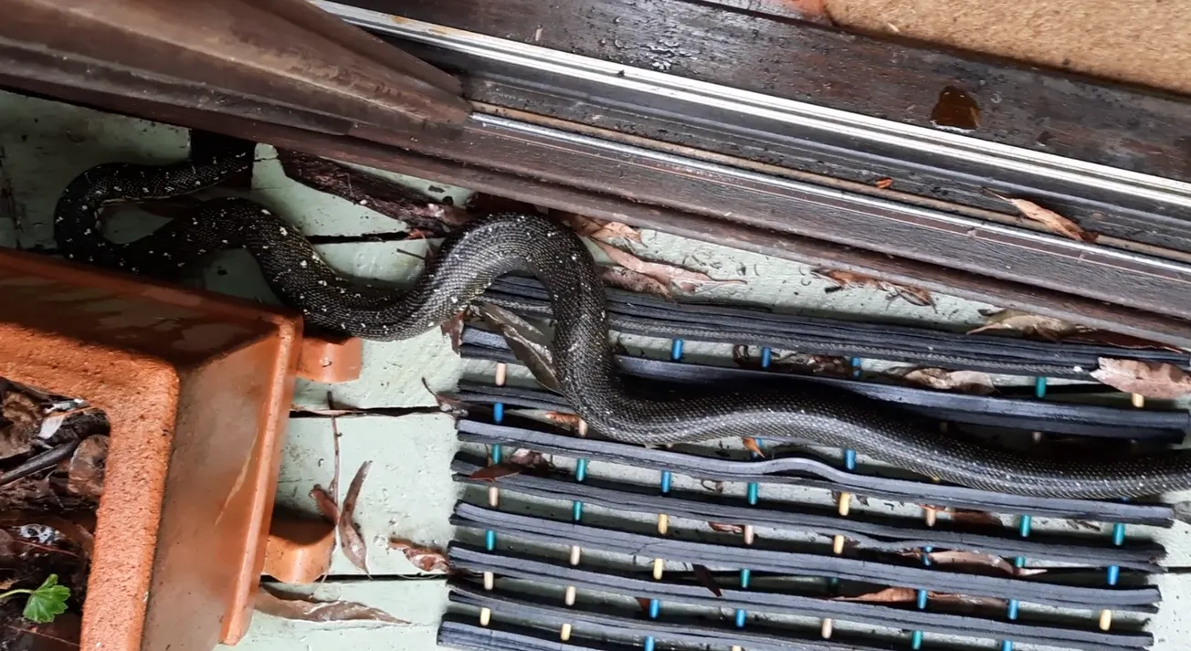 Spring awakening: snakes are on the move across the Hawkesbury