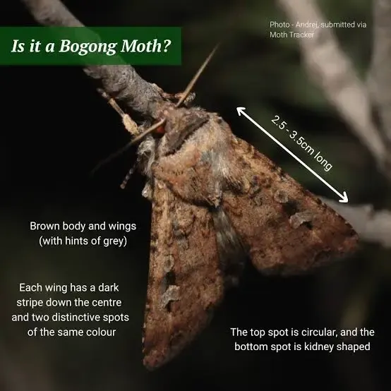 Bogong moths are on the move and Hawkesbury gardeners can help track them