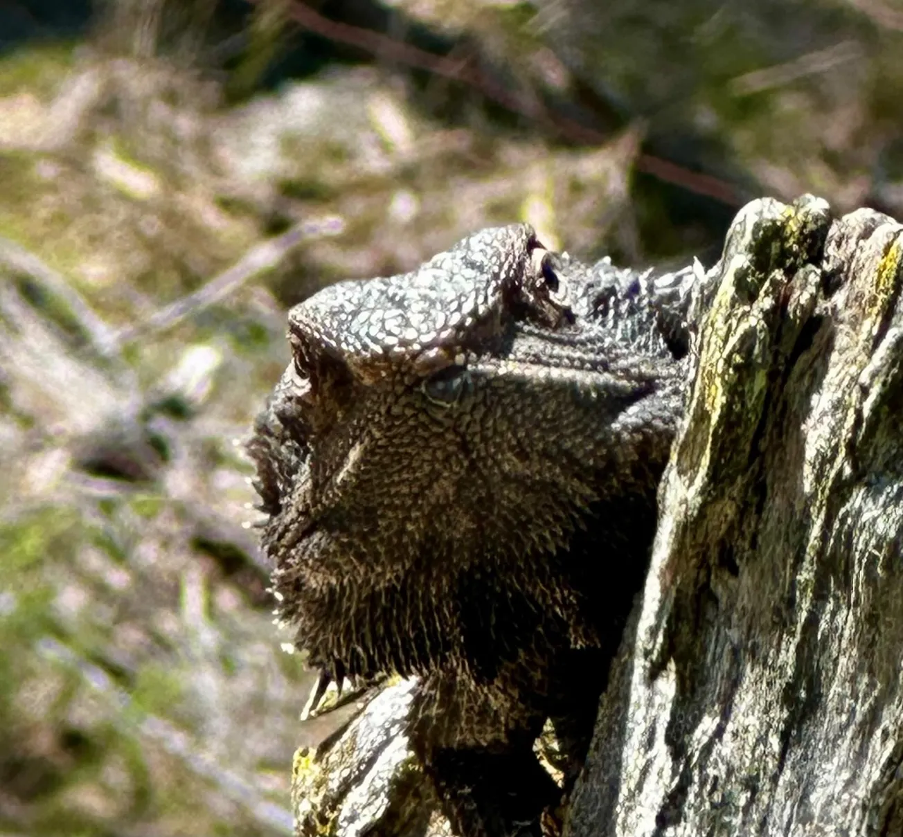 Wildlife Watch