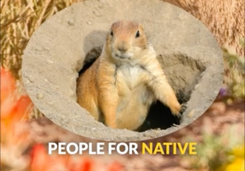 Santa Fe's Cutest Underdogs