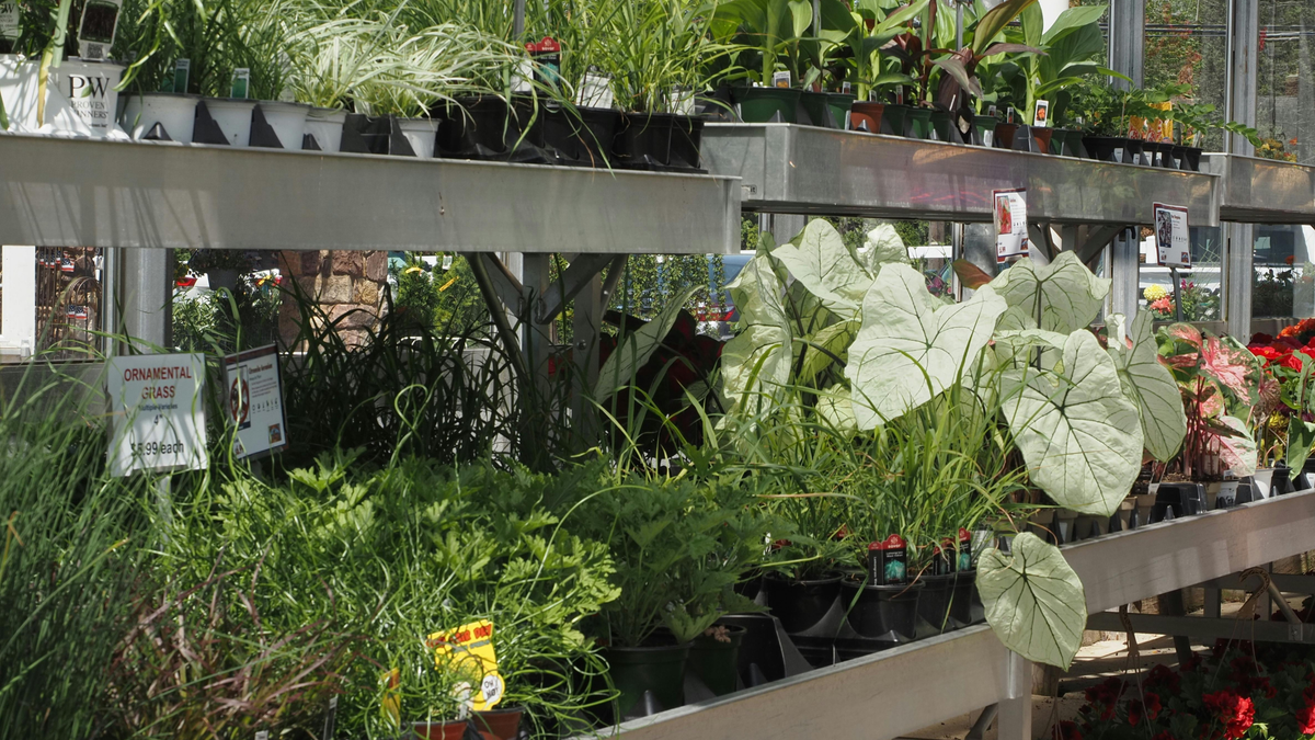 Plant and seed swap scheduled Saturday in Glasgow