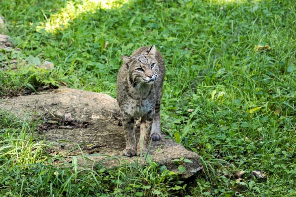 KY lawmakers move ahead with expanded bobcat hunting despite population concerns