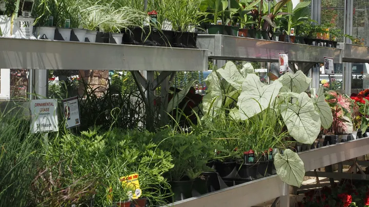 Plant and seed swap scheduled Saturday in Glasgow