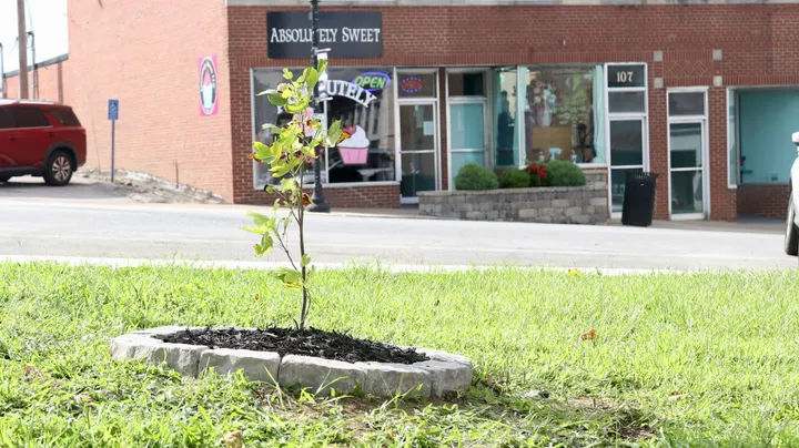 Why Barren County planted a tulip poplar on the courthouse lawn