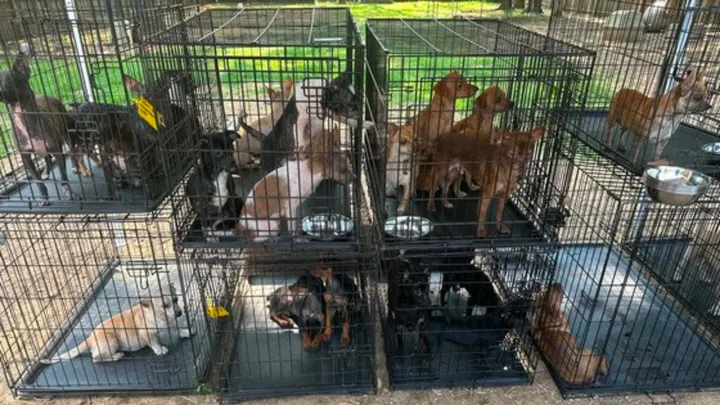 Two charged after more than 200 dogs found on Metcalfe County property