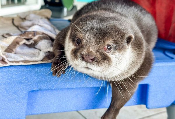 Meet Splash - the worlds first search and recovery otter!