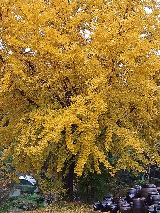 SYNAGOGUE LETTER 2024. 09. 21.