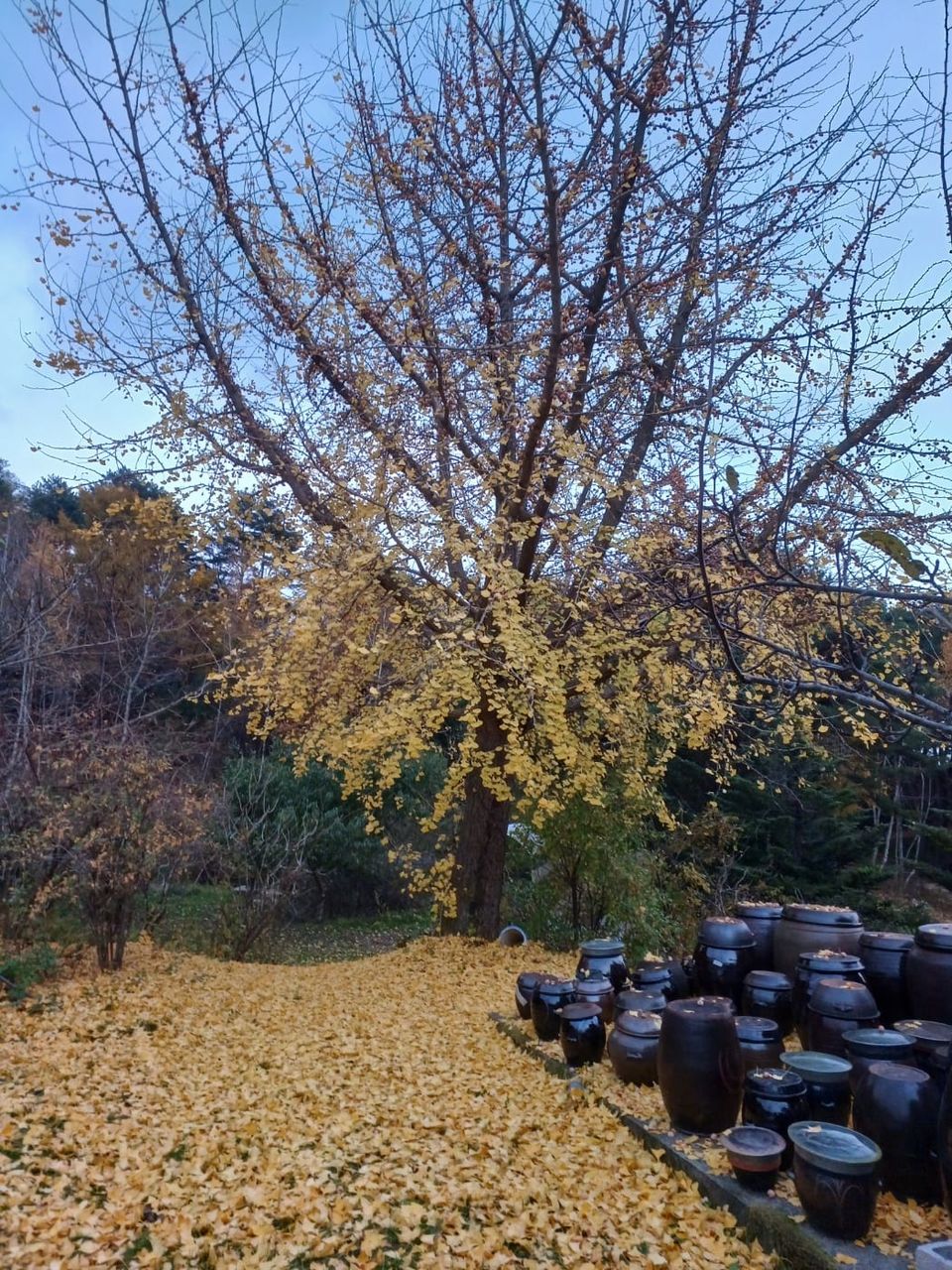 SYNAGOGUE LETTER 2024. 11. 10.