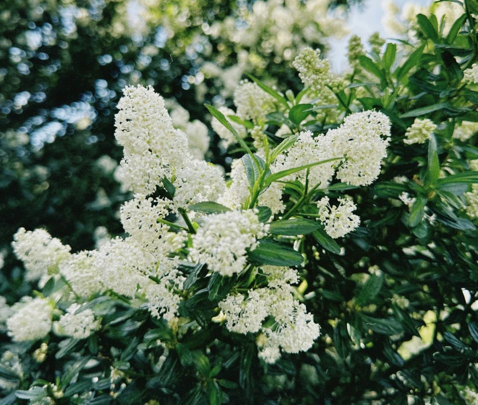 혼은 인간에게만 있다