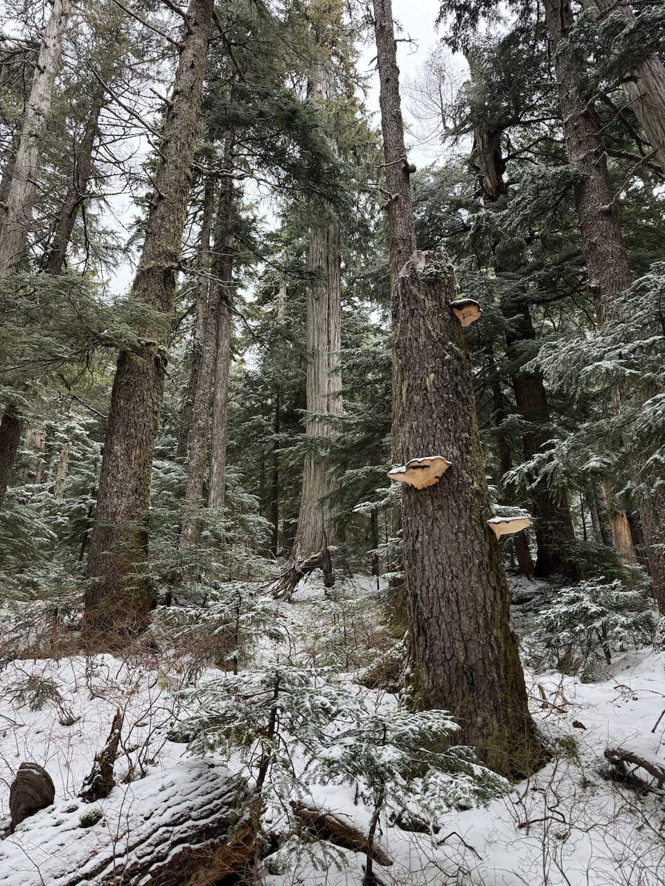 Spipiyus Peak/Caren Peak