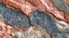 An abstract image of intricate biological textures
