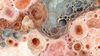 An abstract image of intricate biological textures