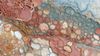 An abstract image of intricate biological textures