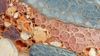 An abstract image of intricate biological textures