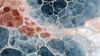 An abstract image of intricate biological textures