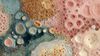 An abstract image of intricate biological textures