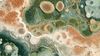 An abstract image of intricate biological textures