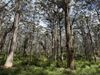 Photo of Karri trees in Leeuwin-Naturaliste National Park in Western Australia
