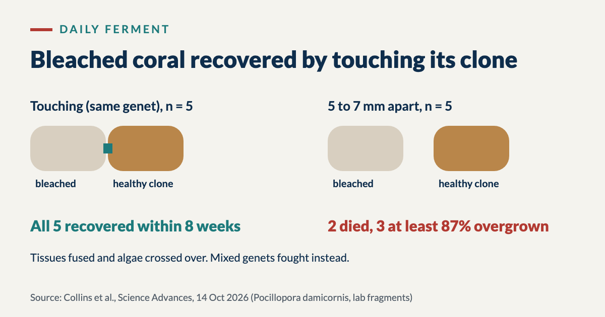 Diagram of the experiment: five bleached Pocillopora damicornis fragments touching a healthy clone all recovered within 8 weeks; of five kept 5 to 7 mm apart, 2 died and 3 were at least 87% overgrown by algae. Tissues fused and algae crossed over; mixed genets fought instead
