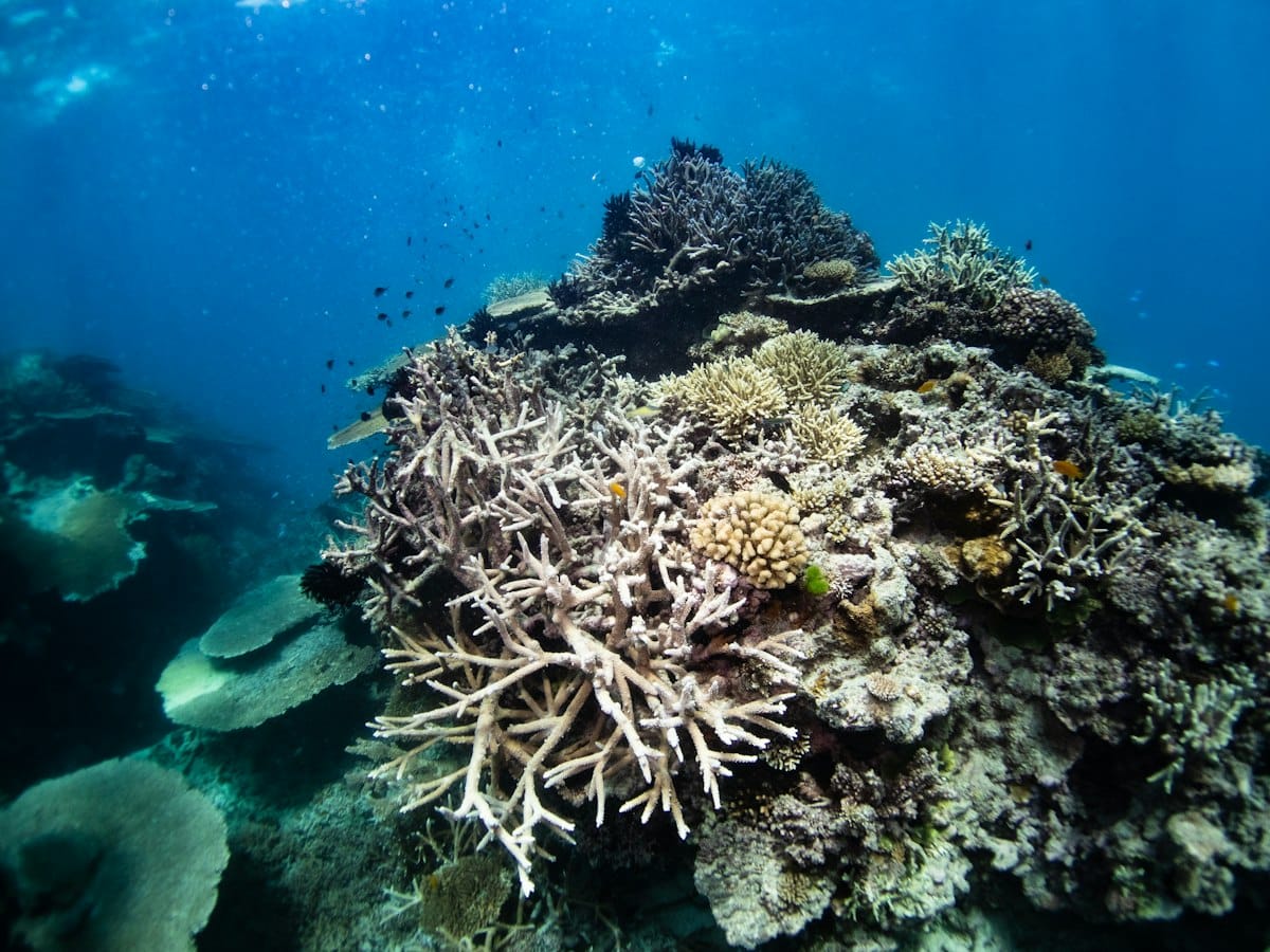 A healthy, colourful coral reef with fish, seen through a wide-angle lens