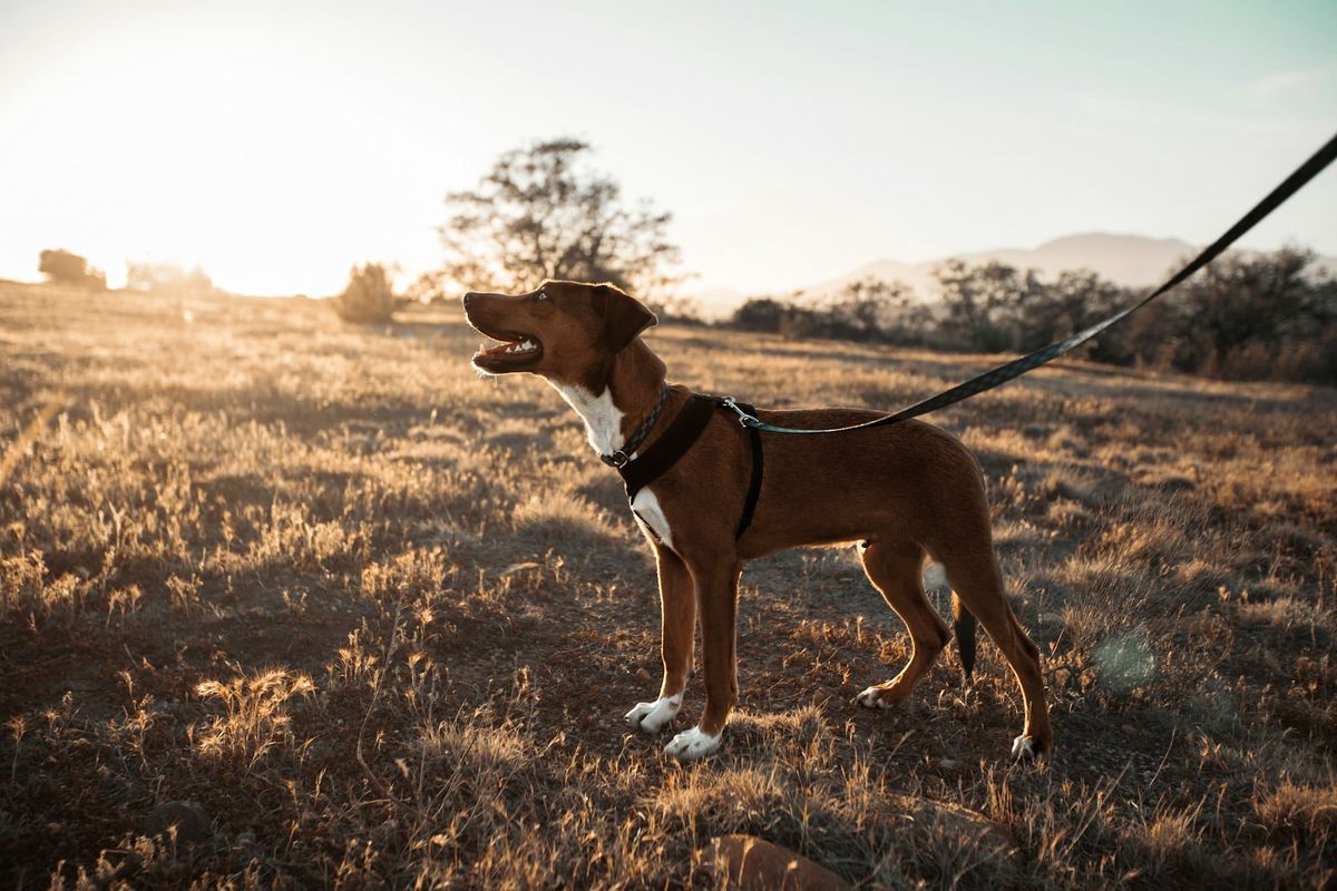 A brown and white dog on a black leash
